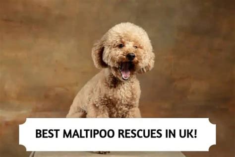 Best Maltipoo Rescues in UK (2024) - dog-breeds-expert.com