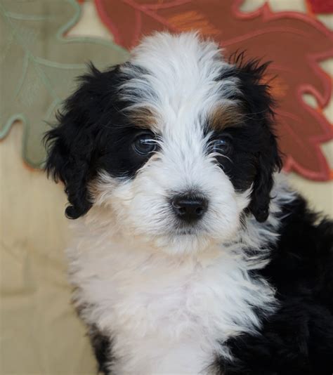 Best Mini Bernedoodle Puppies For Sale
