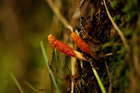 Best Mushroom for Fertility and Libido - Cordyceps