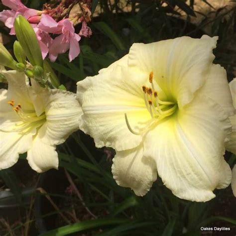 Best Near Whites of the Daylily Season 2024 - Houzz