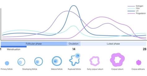 Best Ovulation Test for PCOS Fertility SCIENCE