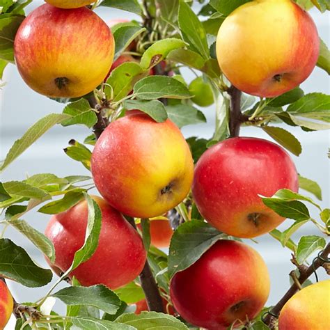 Best Patio Apple Trees Care & Problems Guide - Fruit Expert