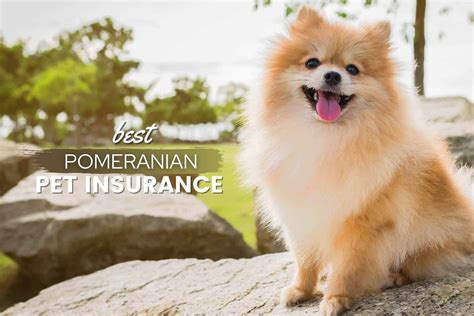 Best Pet Insurance For Pomeranian