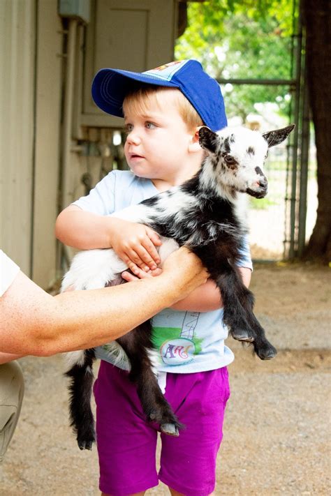 Best Petting Zoos In Mistley, Essex - Day Out With The Kids