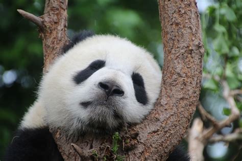 Best Places to See Giant Pandas - Animals Around the Globe