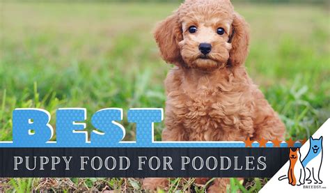 Best Poodle Puppy Food