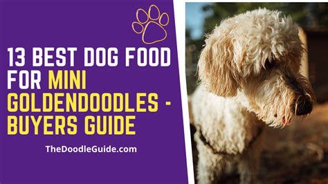 Best Puppy Food For Mini Goldendoodle