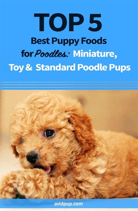 Best Puppy Food For Standard Poodle