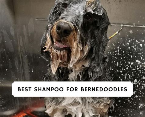 Best Puppy Shampoo For Bernedoodles