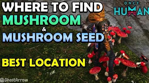 codini.rgarabwor.edu.pl. 