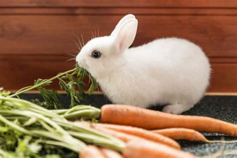 Best Rabbit Food to Make Your Pet a Happy Little Fluff Ball