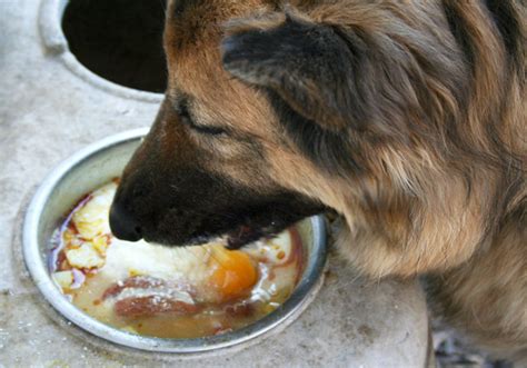 Best Raw Food For German Shepherd Puppy