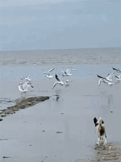 Best Seagull GIFs Gfycat