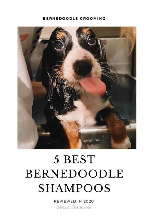 Best Shampoo For Bernedoodle Puppy