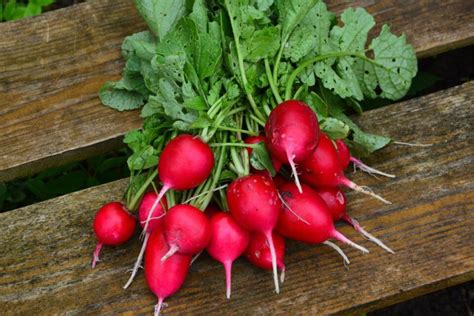 Best Substitutes For Radish Sprouts Guide To Delicious Alternatives