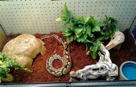 Best Substrate For Ball Pythons (Bedding To Keep Your …