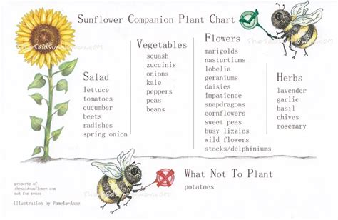 Best Sunflower Companion Plants, Vegetables and Flowers, with …