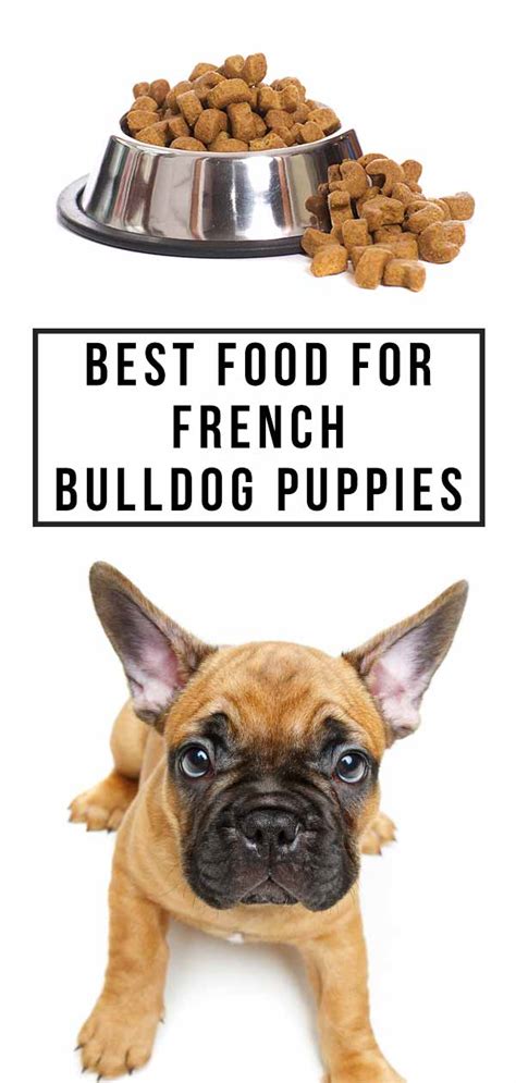 Best Thing To Feed French Bulldog Puppies