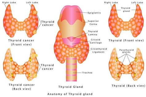 Best Thyroid Disease Doctors in Chicago, IL Healthgrades