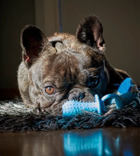 Best Toys For A French Bulldog Puppy