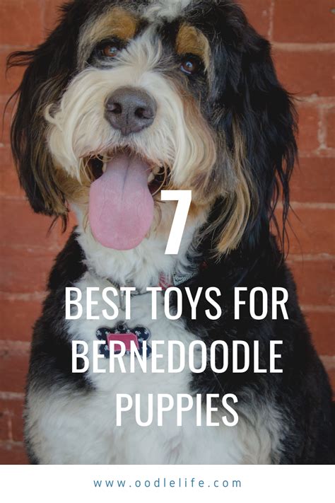 Best Toys For Bernedoodle Puppy