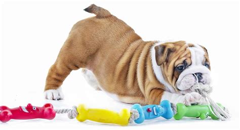 Best Toys For English Bulldog Puppies
