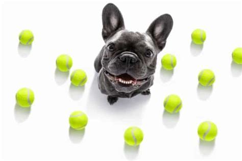 Best Toys for a French Bulldog – petsKB