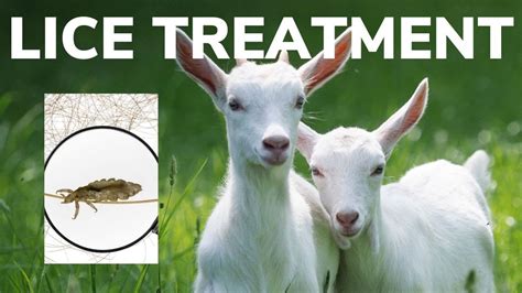 Best Treatment for Lice in Goats Parasites in Goats Lice in …