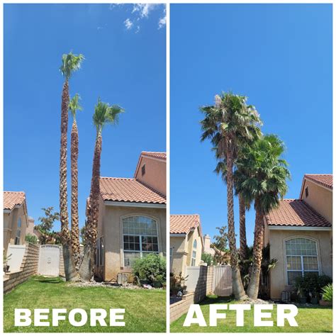 Best Tree Service in Victorville, CA Tree Removal, Pruning & More!