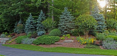 Best Tree and Shrub Care Near Me - February 2024: Find