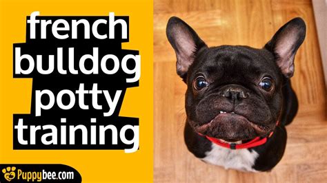 Best Way To Potty Train A French Bulldog Puppy