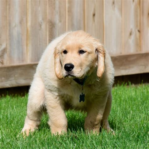 Best Way To Potty Train A Golden Retriever Puppy (2024)