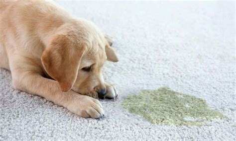 Best Way To Remove Dog Urine Smell From Carpet For 2024