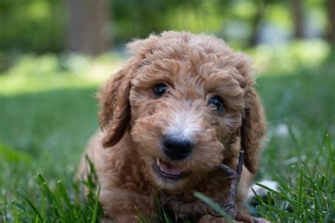Best Way To Train Goldendoodle Puppy