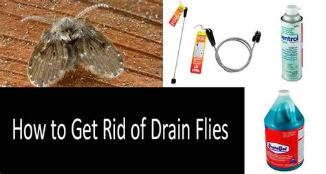 Best Way to Eliminate Drain Flies 2024 - Stoppestinfo