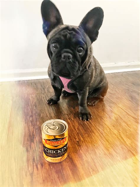 Best Wet Food For French Bulldog Puppies