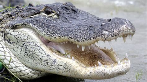 Best alligator recipes Fox News