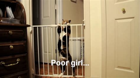 Best answer: Will cats jump over baby gate? - bloga8.com