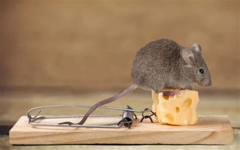 Best bait for mice. The best bait for a mouse trap is whatever the mice have been eating in your home. We recommend opting for food lures whenever possible and avoiding chemical baits. Strong-smelling foods like vanilla extract, nuts, fish, cheese, or peanut butter are good options for baits. 
