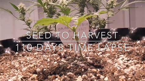 Best cannabis grow time lapse ever - Autoflowering …