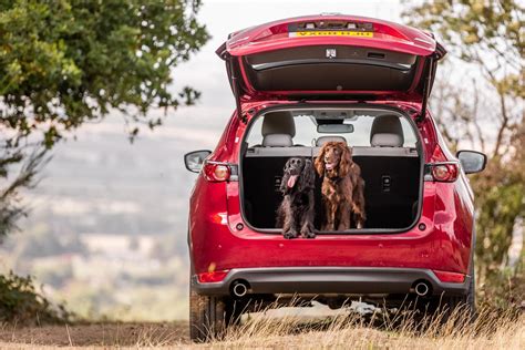 Best cars for dogs. One poll found that 65% of dog owners engaged in at least one of the following distracting activities while driving with dogs in cars: Using one hand to prevent their dog from jumping in the front seat. Using one arm to keep their dog in place while braking. Allowing a dog to sit on their lap. Giving food or treats. 