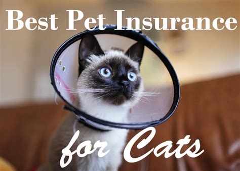 Best cat pet insurance. 