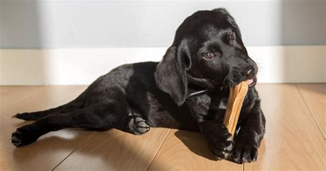 Best chew bones for puppies. Here are some common reasons why dogs chew on bones. 1. Exploration. While people usually use their hands to touch and feel different textures, dogs tend to … 