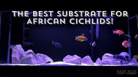 Best cichlid substrate.  Each option highlights buffering capability, grain Knowing which s...