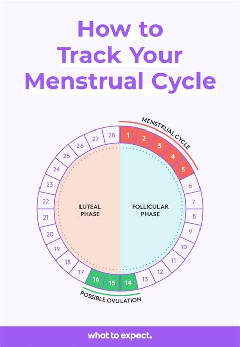 Best days to get pregnant in cycle