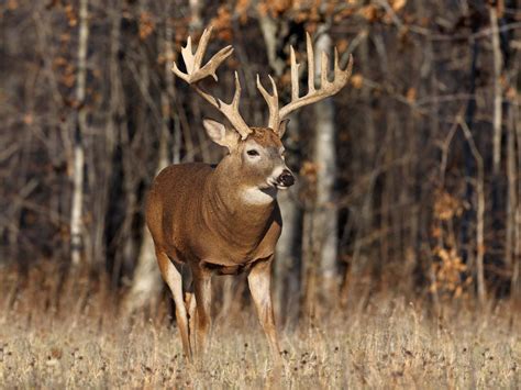 The total estimated deer population in this state is 1.75 million, which is why hunters love this state. The best time to hunt deer in Alabama is from October 13th to January 31st. Best Time For Hunting Deer in Michigan. Hunting is one of the biggest businesses in Michigan. The best time to hunt deer in Michigan is from 15th November …. 