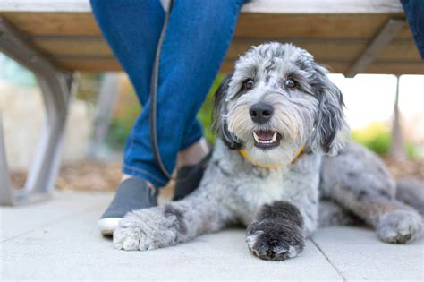 These dogs grow to be between 14 and 23 inches in height, and they can weigh between 25 and 70lbs. If your Aussiedoodle is smaller and weighs between 25 and 50lbs, you should expect to feed it 2 to 2-2/3 cups of dry food per day. And if your dog is on the bigger side, between 51 and 75lbs, you should expect to feed it between 2-2/3 to 3-1/3 ...