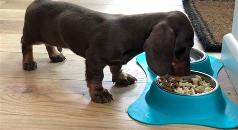 Best dog food for dachshunds. Sweet potato , carrots, fresh veggies, apples blueberries ,zucchini, pumpkin, salmon or chicken, mix it together cook slightly with chicken broth. They love it. Author: Lynn Leirer C. 👍 Likes: 1. I use Nature’s recipe grain free. It was life changing for my girl. 