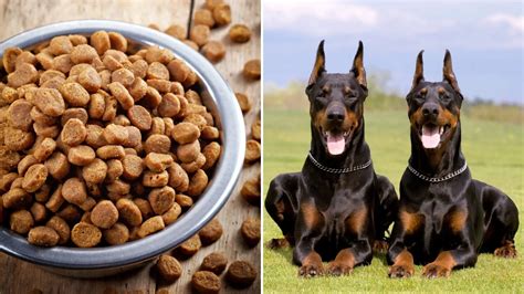Best dog food for dobermans. Find out the best dog food brands for Doberman Pinschers based on their energy, size, joint health, and digestion needs. Compare ratings, ingredients, and reviews … 