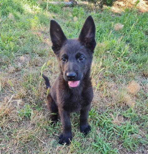 Best dog food for german shepherd puppy. Sep 22, 2021 · Training Goal #1: Begin Obedience Training. The German Shepherd Dog’s work ethic is legendary, and you can encourage your dog’s best working traits with early and ongoing training. GSDs excel ... 